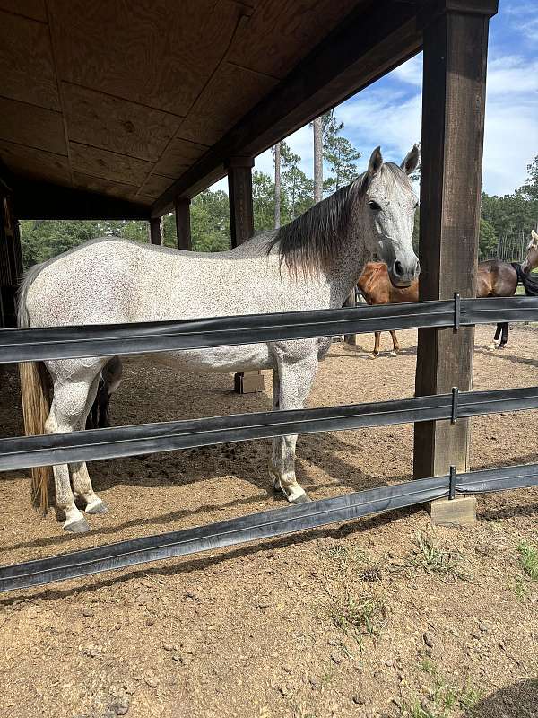 ranch-quarter-horse