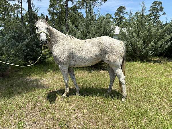 racehorse-quarter-horse