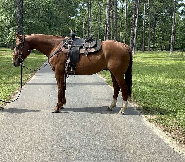 picks-up-all-four-feet-gelding