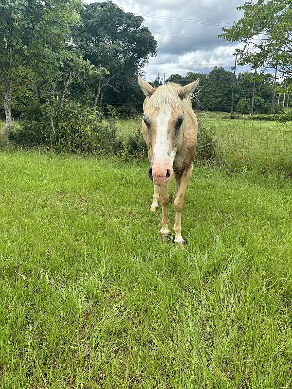 husband-safe-quarter-horse