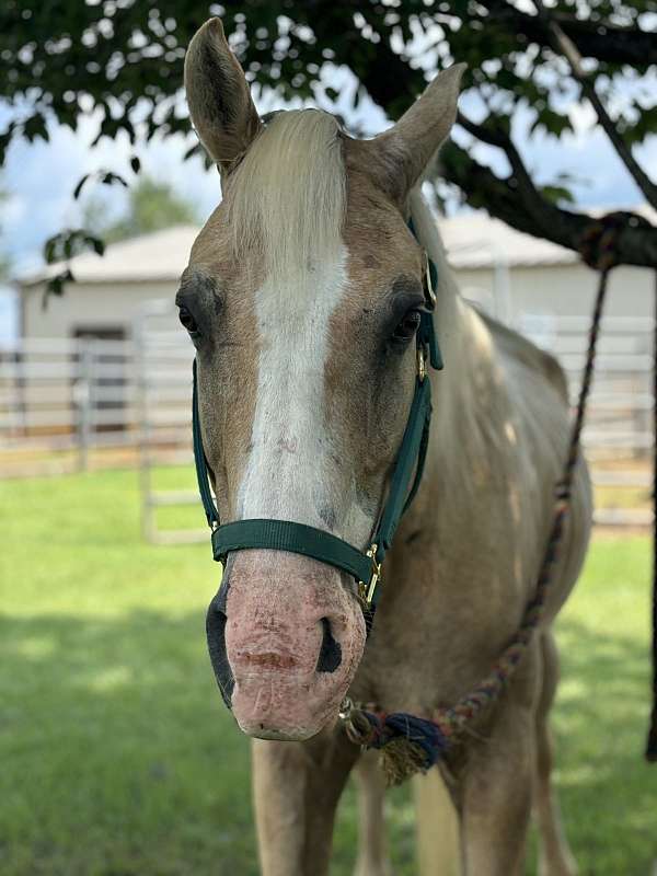 light-riding-only-gelding