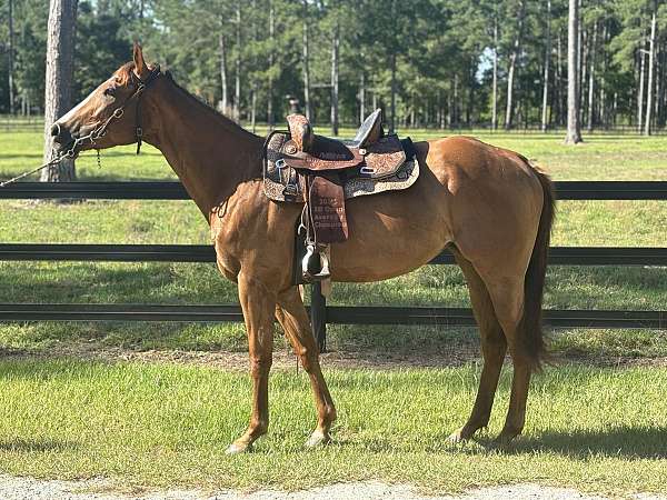 barrel-quarter-horse