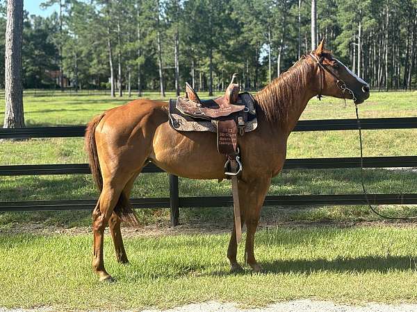 barrel-racing-quarter-horse