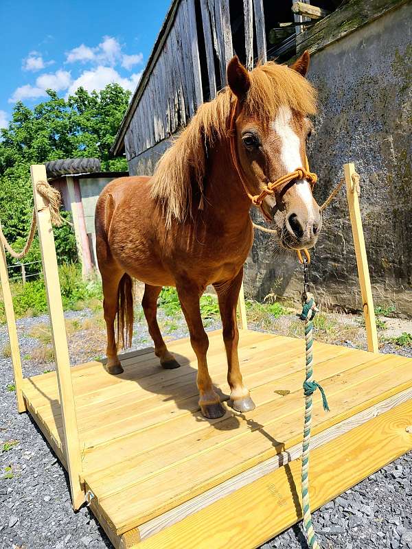 chestnut-therapy-pony