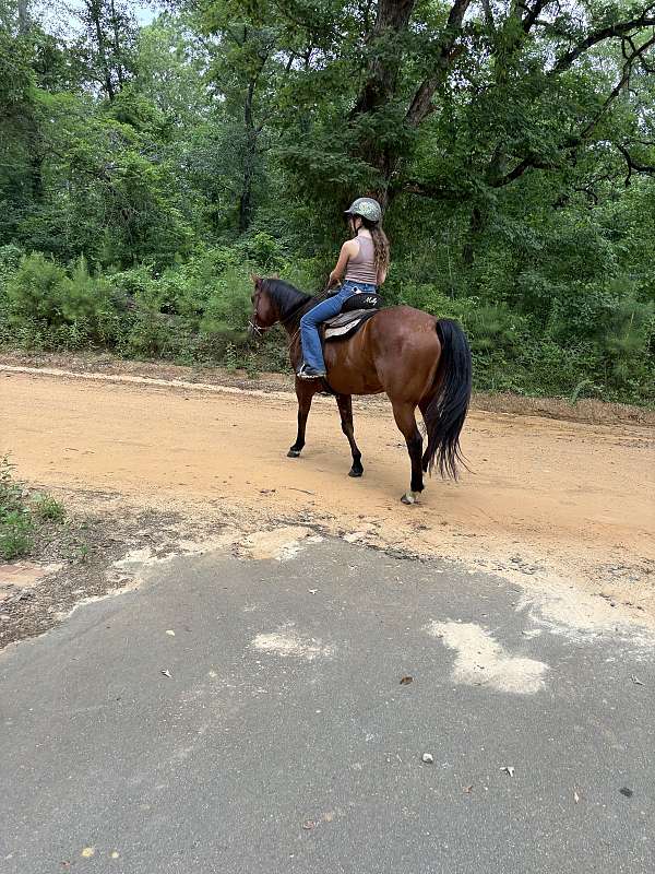 all-around-quarter-horse