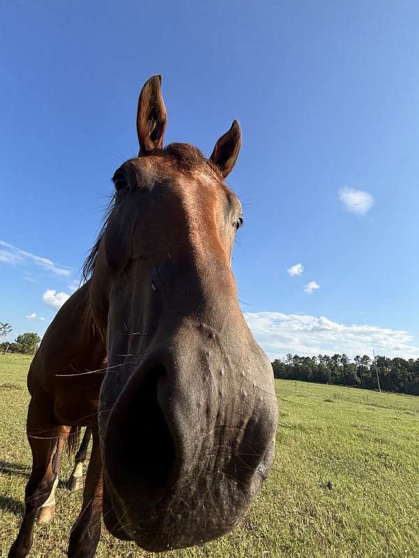 zans-gelding