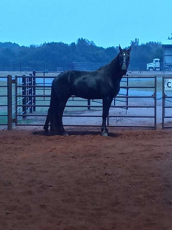 small-white-nip-on-muzzle-horse