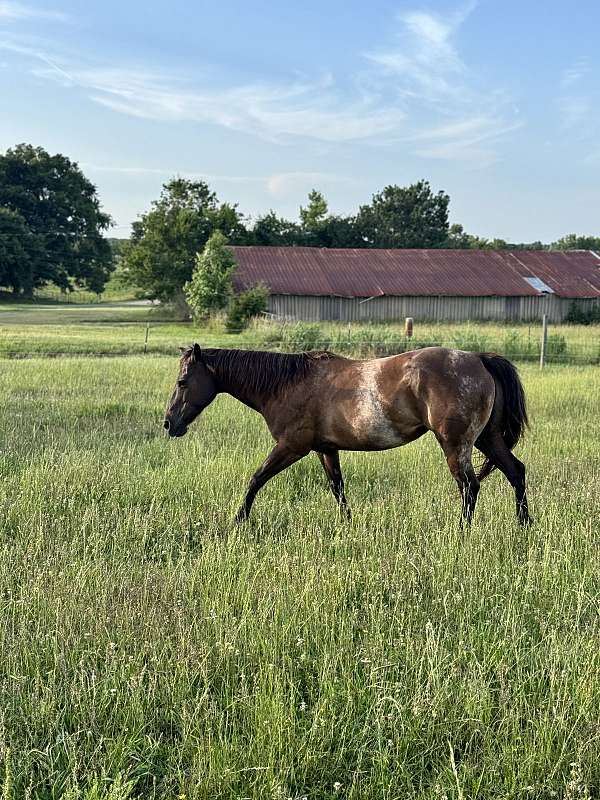 quarter-horse-mare