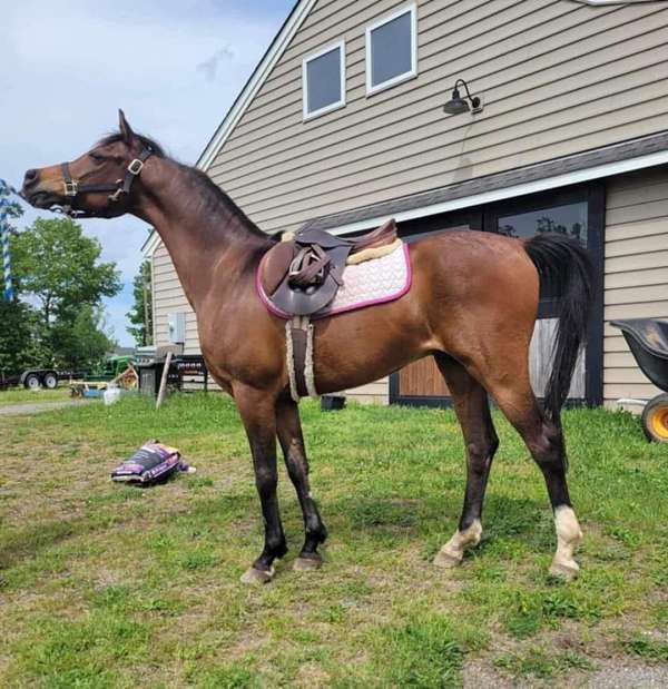 14-hand-arabian-gelding