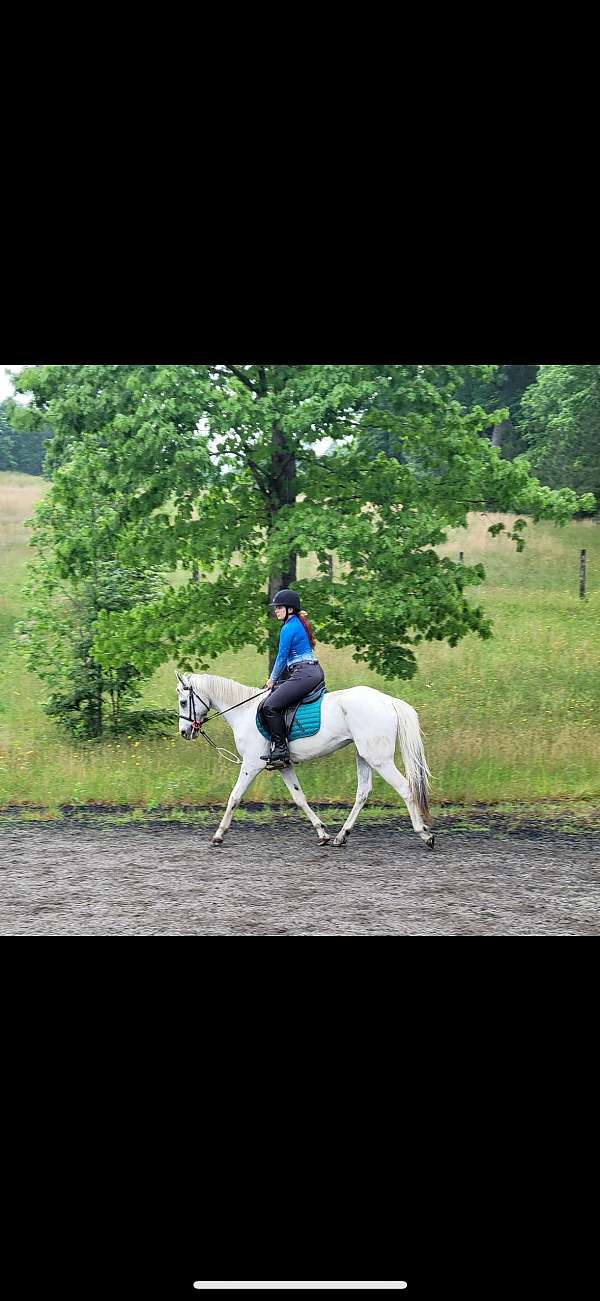 15-hand-appaloosa-gelding