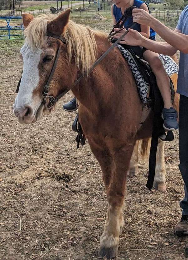 13hh-haflinger-horse