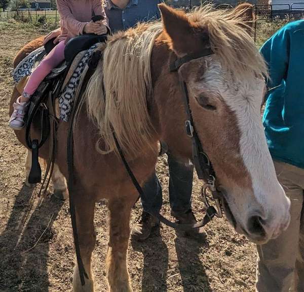 bargain-haflinger-horse