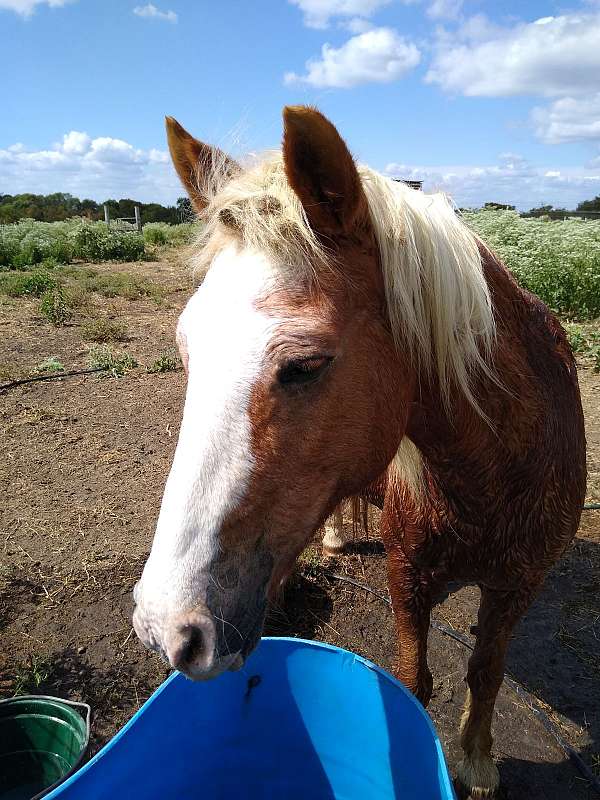 barn-haflinger-horse