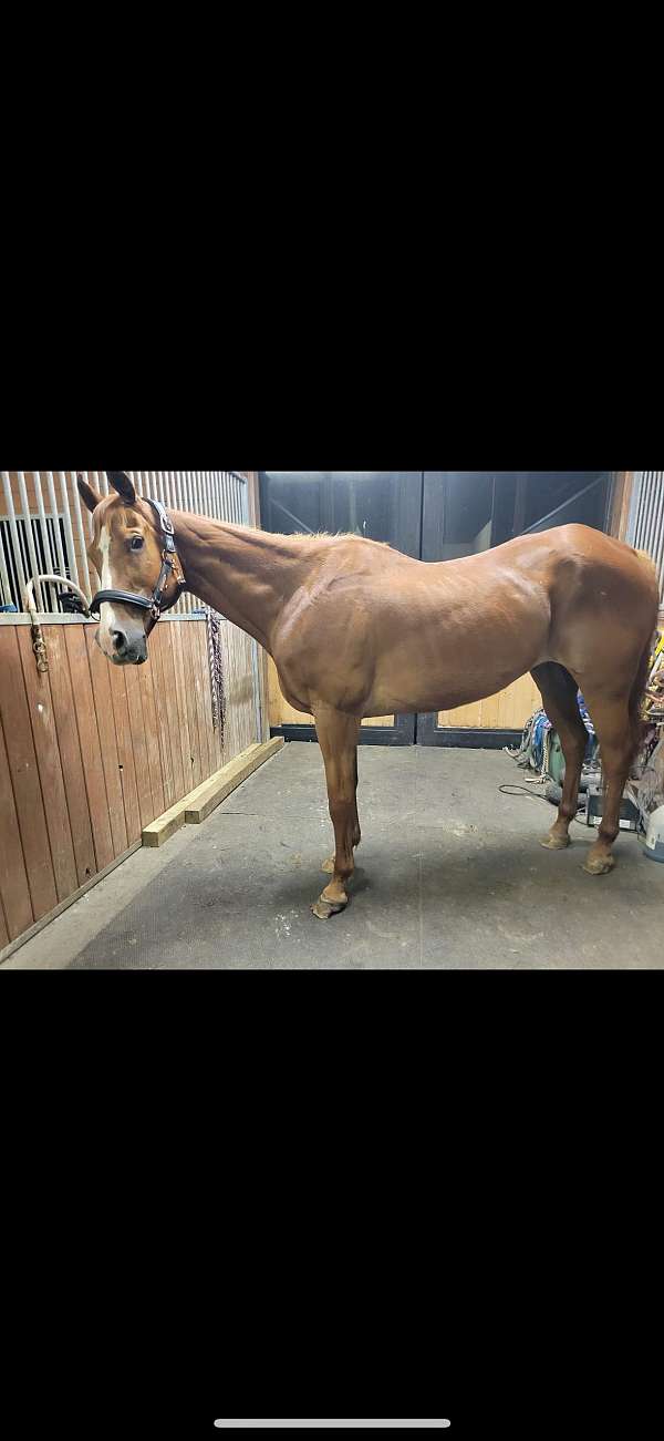 chestnut-quarter-horse-gelding