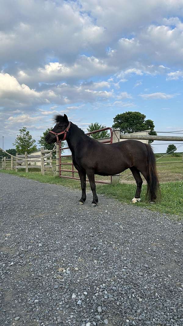 companion-miniature-horse