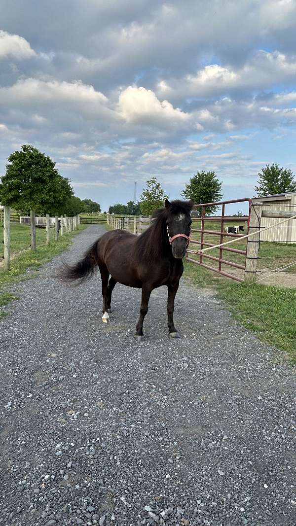 experienced-miniature-horse