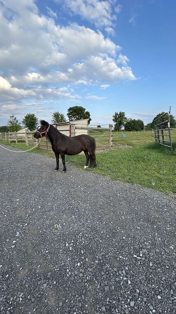 halter-miniature-horse