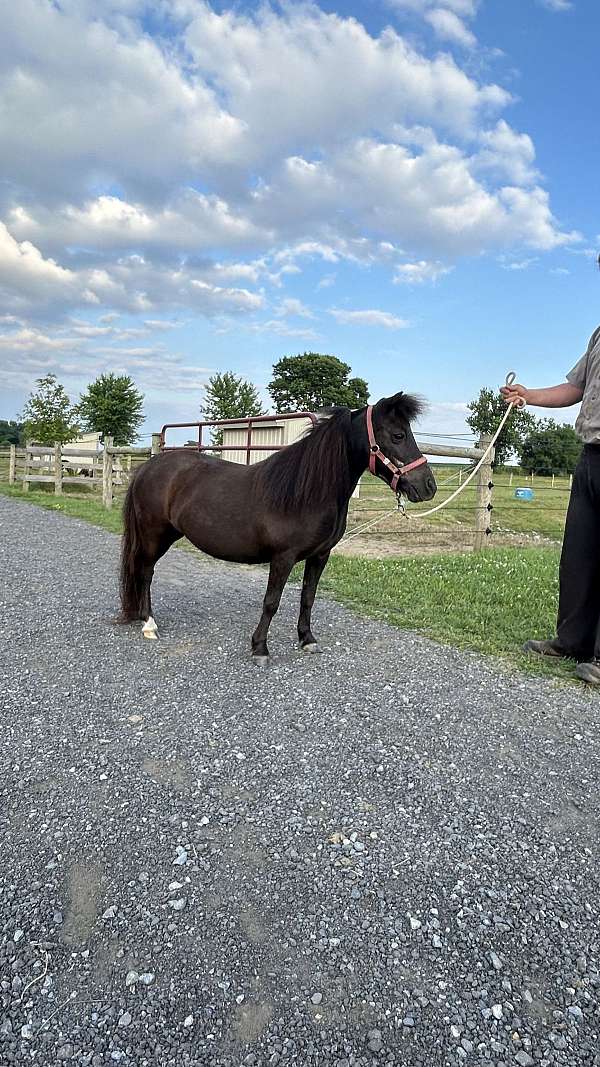 kid-safe-miniature-horse