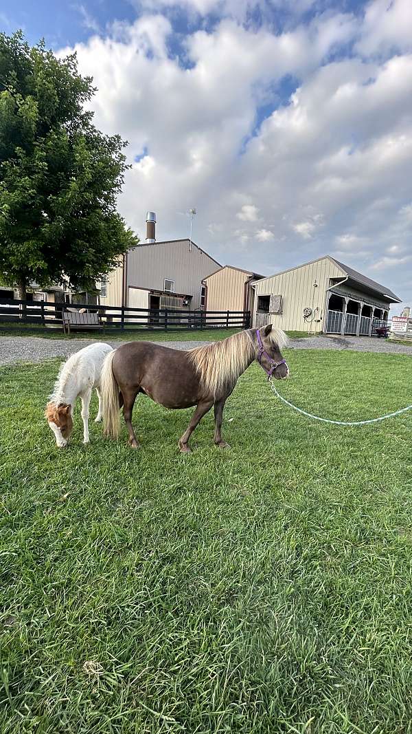 halter-trained-mare-broodmare