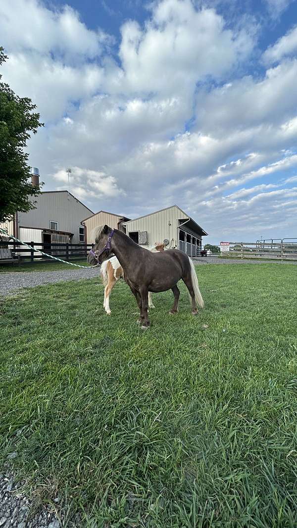 breeding-miniature-horse