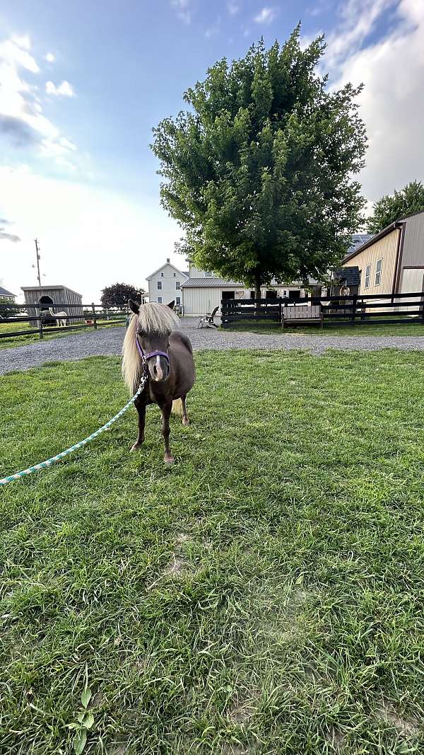 companion-miniature-horse