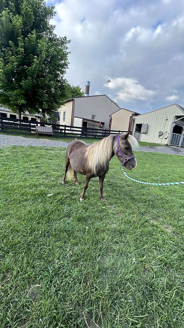 flashy-miniature-horse