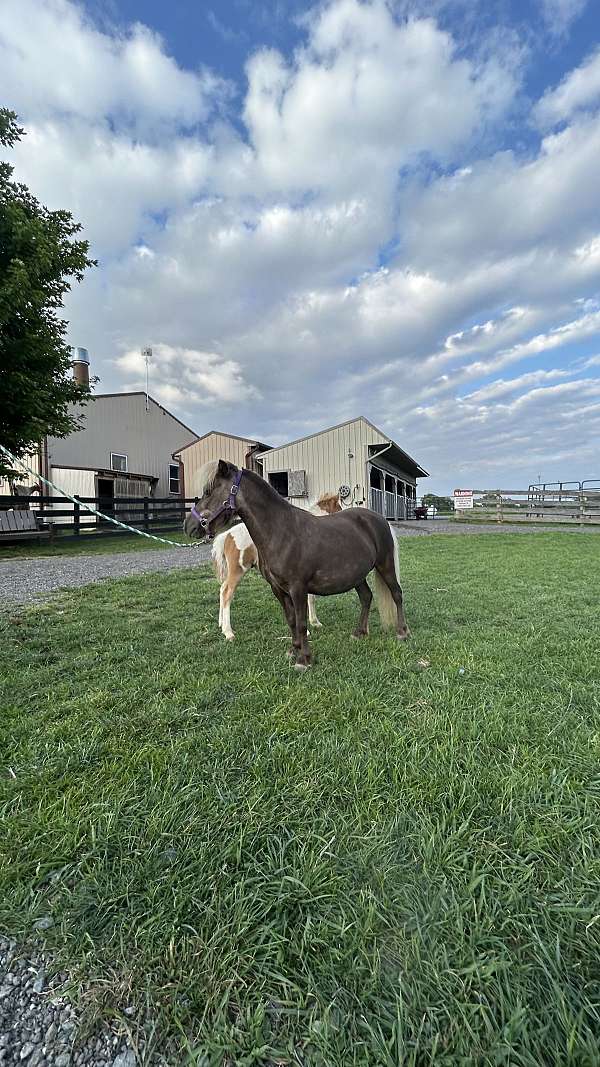 halter-miniature-horse