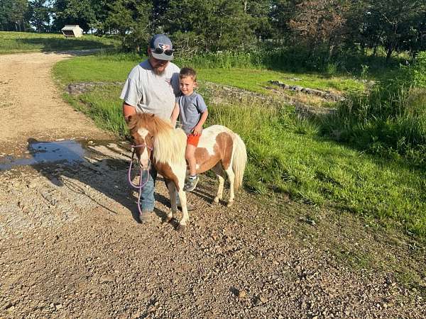 flashy-started-under-saddle-pony