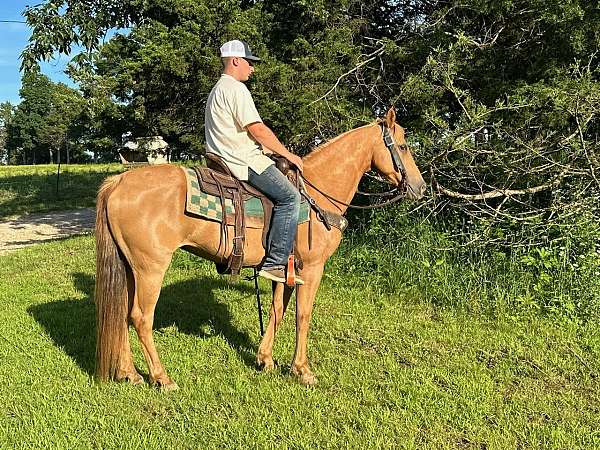 flashy-missouri-fox-trotter-horse