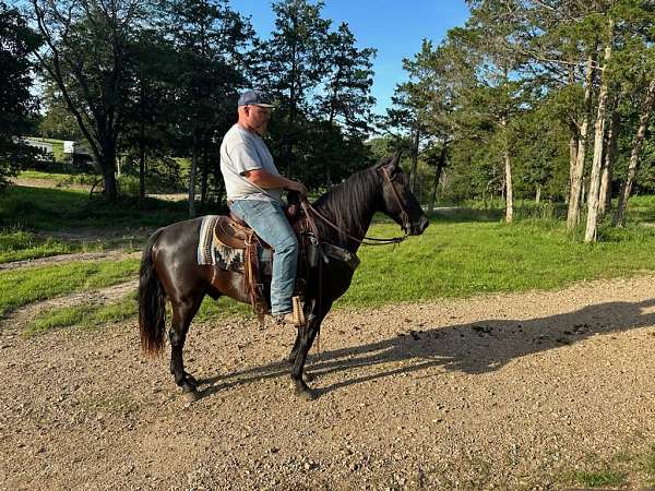 flashy-missouri-fox-trotter-horse