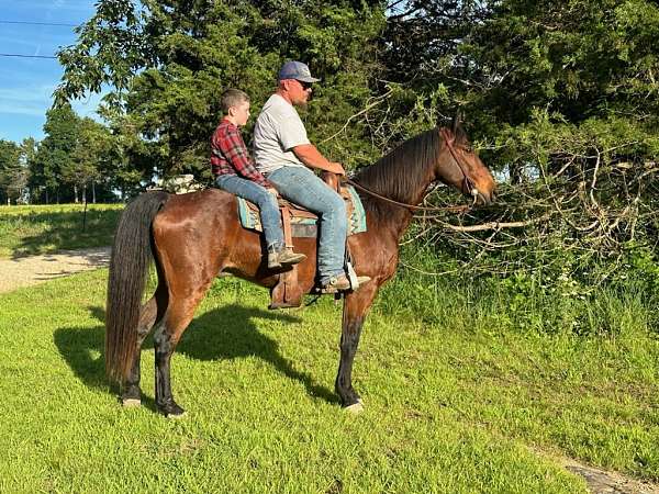 flashy-missouri-fox-trotter-horse