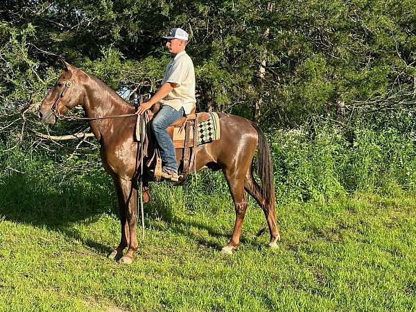 flashy-tennessee-walking-horse