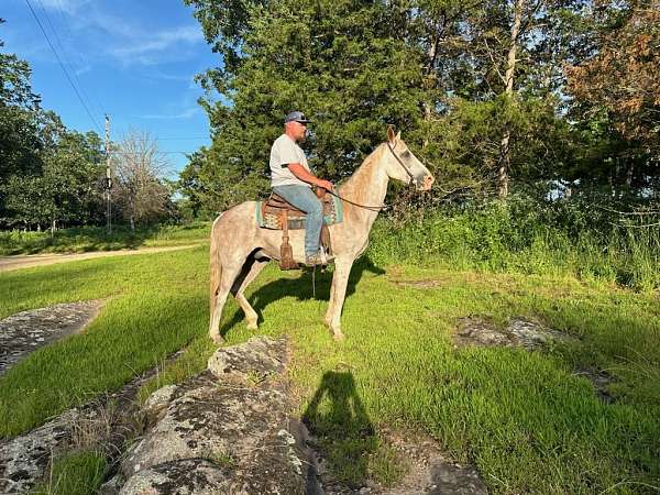 flashy-tennessee-walking-horse