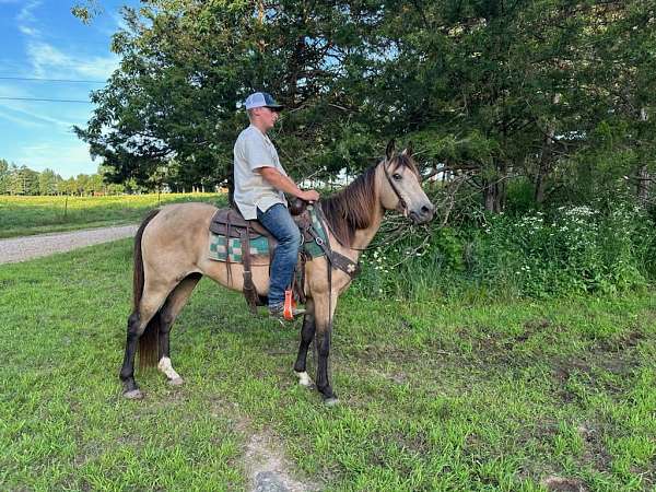 flashy-quarter-horse