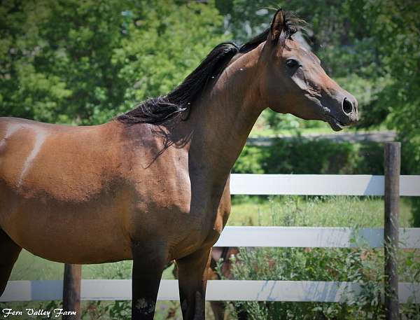 bay-arabian-friesian-colt