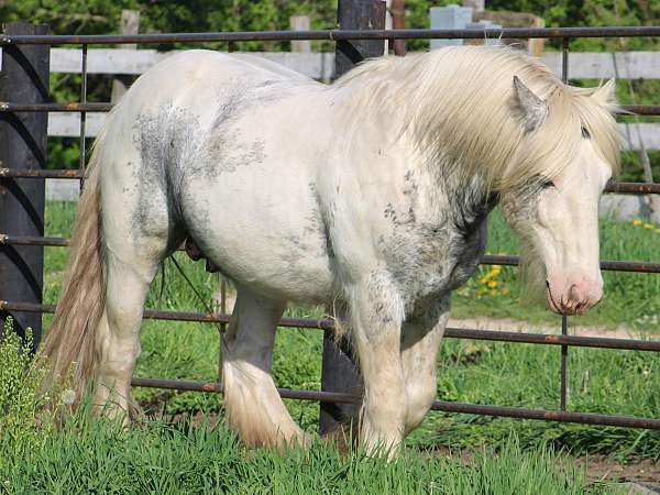 black-sabino-tobiano-horse