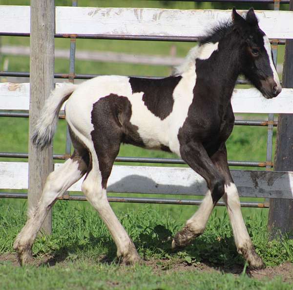 toabino-horse