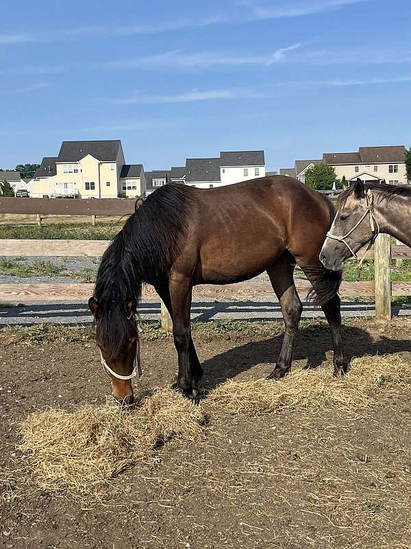 athletic-halter-filly-yearling