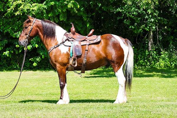 all-around-gypsy-vanner-horse