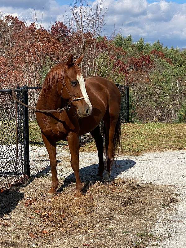 chestnut-blaze-a-sock-horse