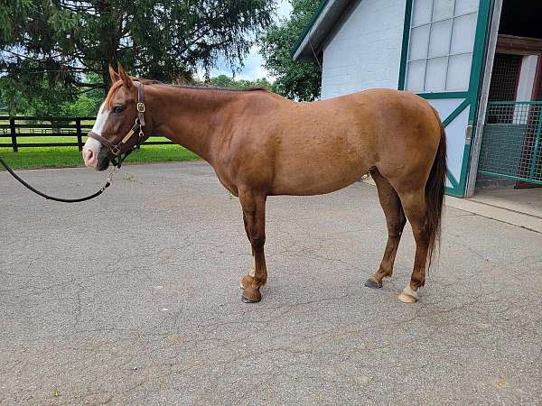 quarter-horse-mare