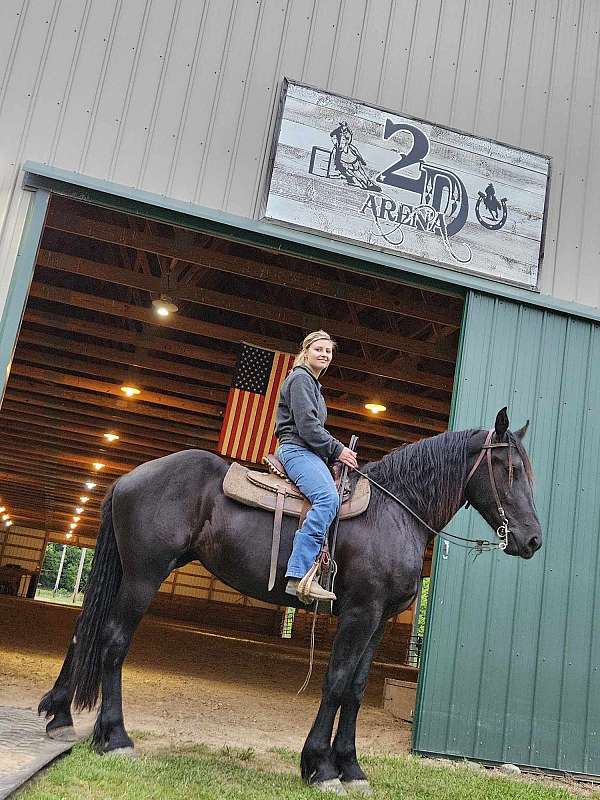 17-hand-percheron-filly