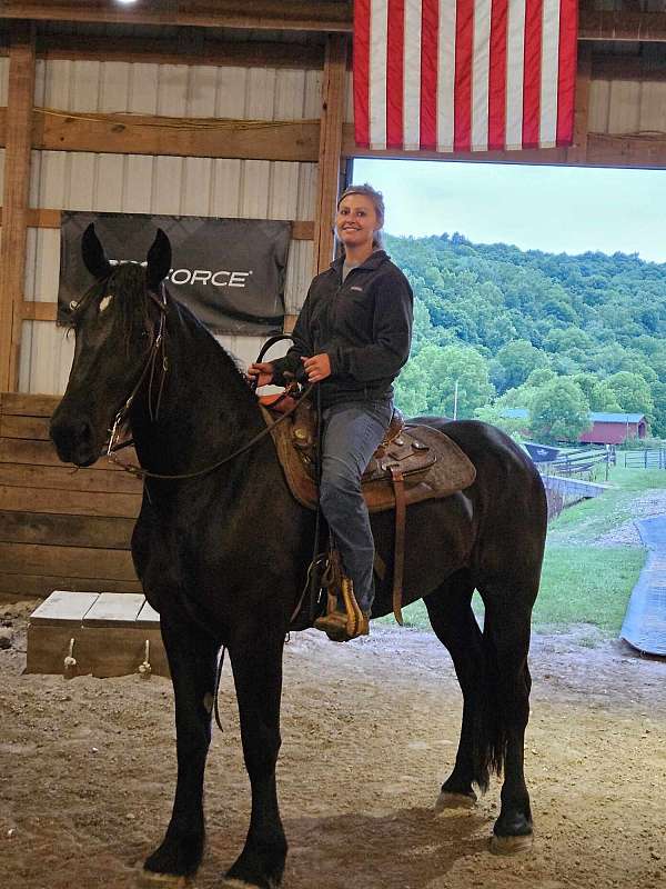 champion-friesian-percheron-horse