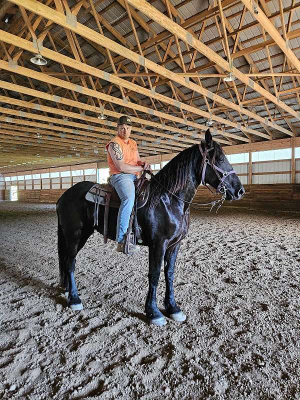 started-under-saddle-friesian-percheron-horse