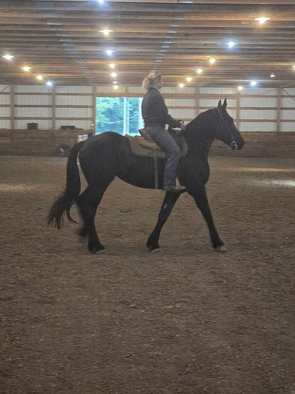 black-friesian-percheron-weanling