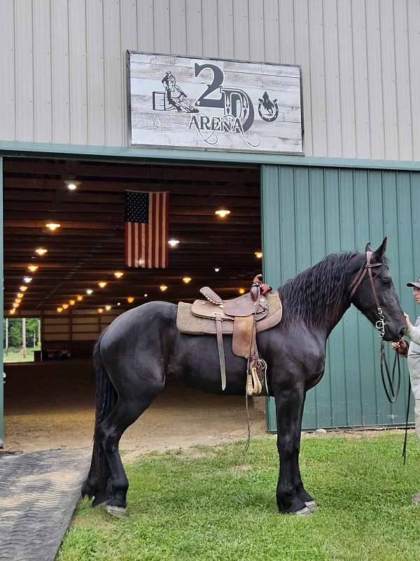 black-friesian-percheron-yearling