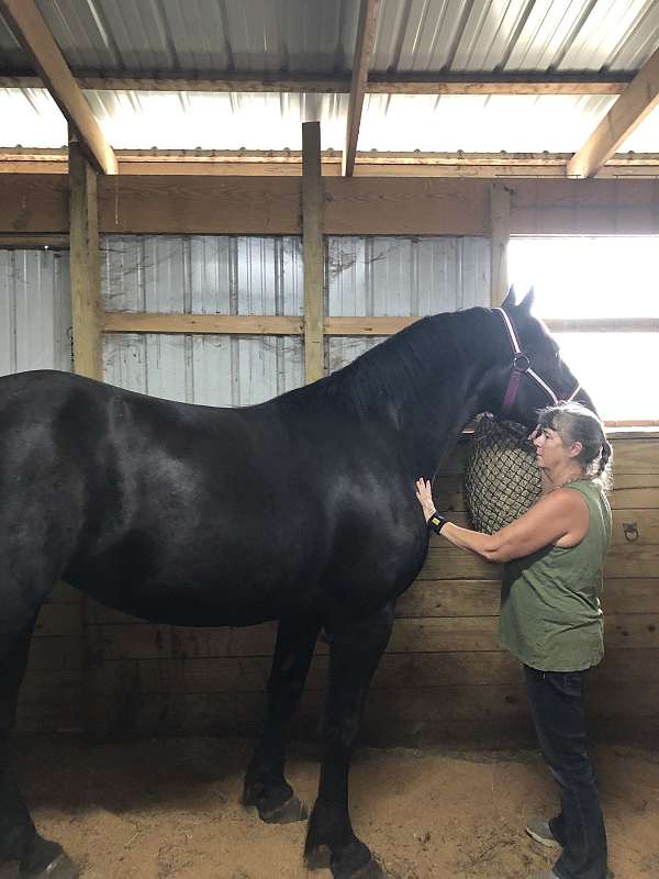 friesian-percheron-foal