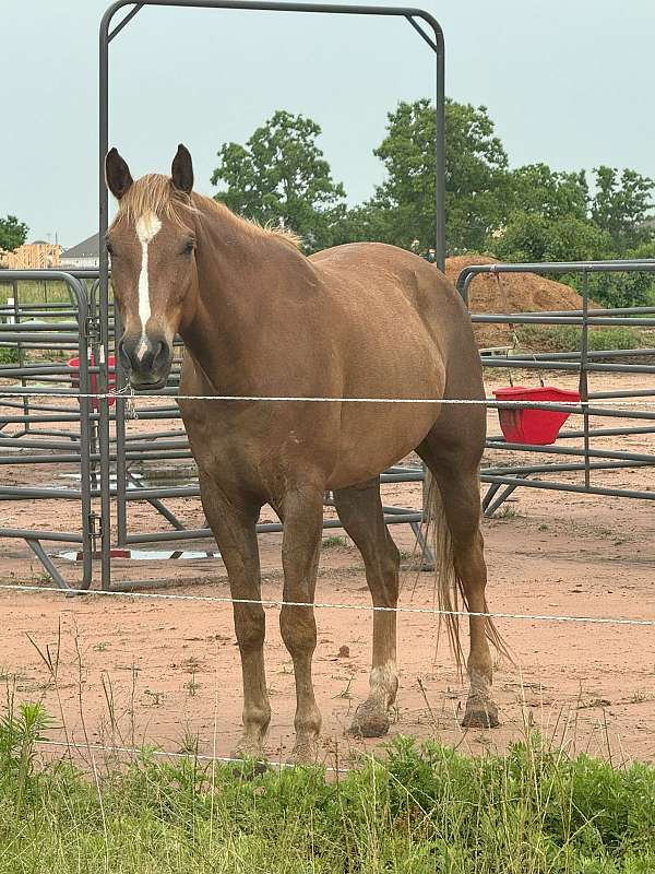 liver-chestnut-2-rear-white-socks-horse