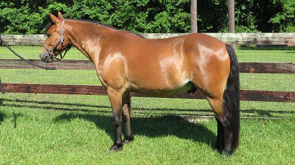 driving-pleasure-driving-welsh-pony