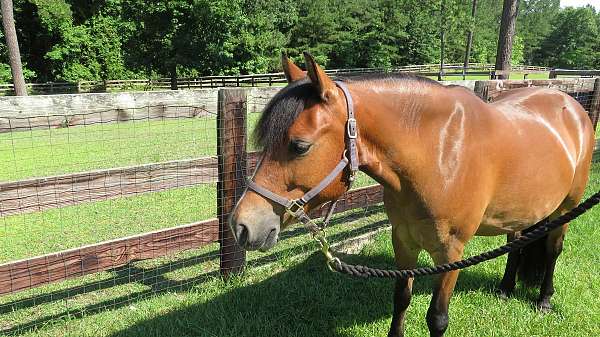 star-strip-on-face-horse